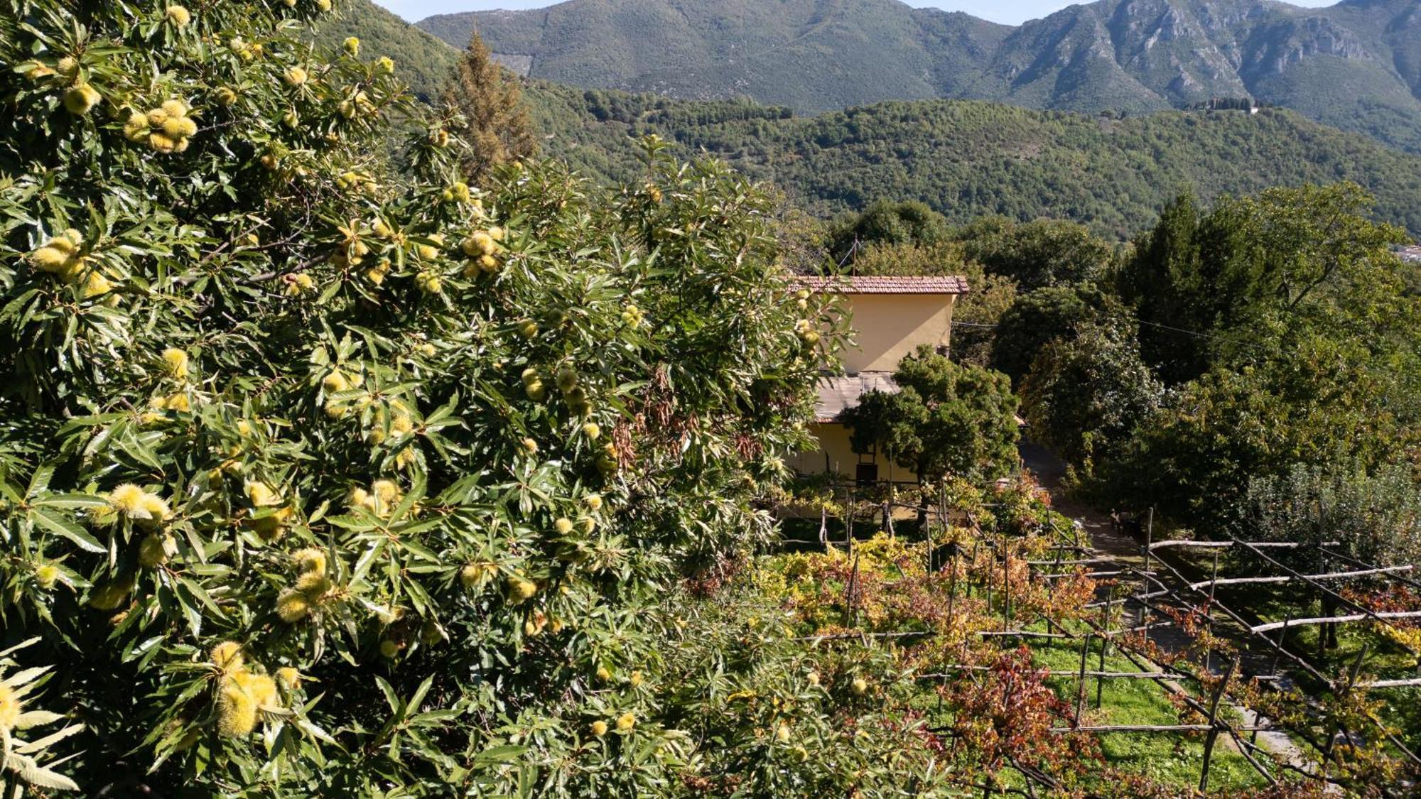 Casa Giordano Villa Tramonti Exterior foto